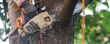 How Our Tree Care Process Works  in  Mount Pleasant, NC